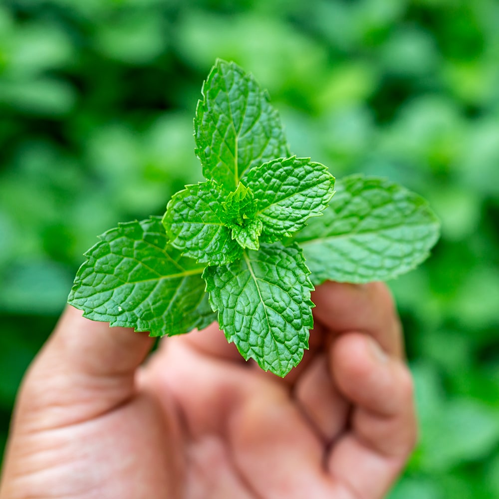 The Benefits of Mint Extract